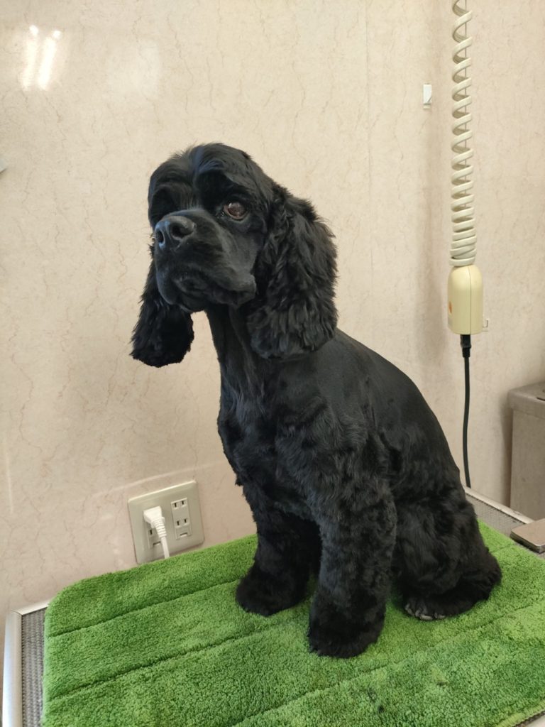 コッカのノーチェちゃん