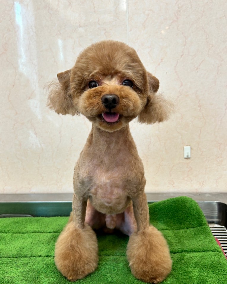 トイ・プードルのテットちゃん