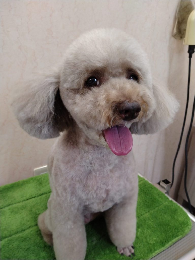 トイ・プードルのココちゃん