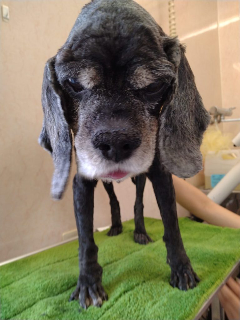 A·コッカーのバディちゃん