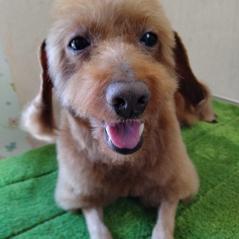 トイ・プードルのライトちゃん