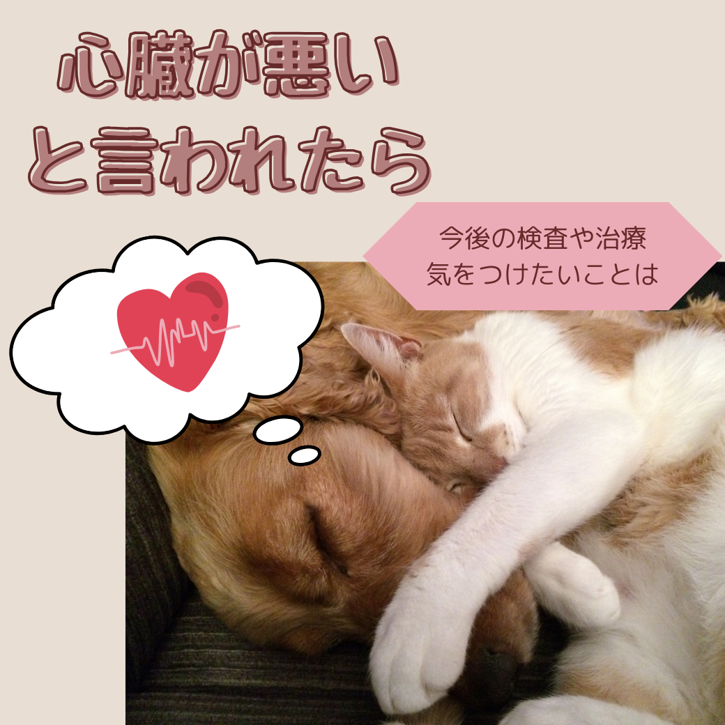 心臓が悪いと言われたら？ - 相模原の犬猫専門動物病院「まみや動物病院」