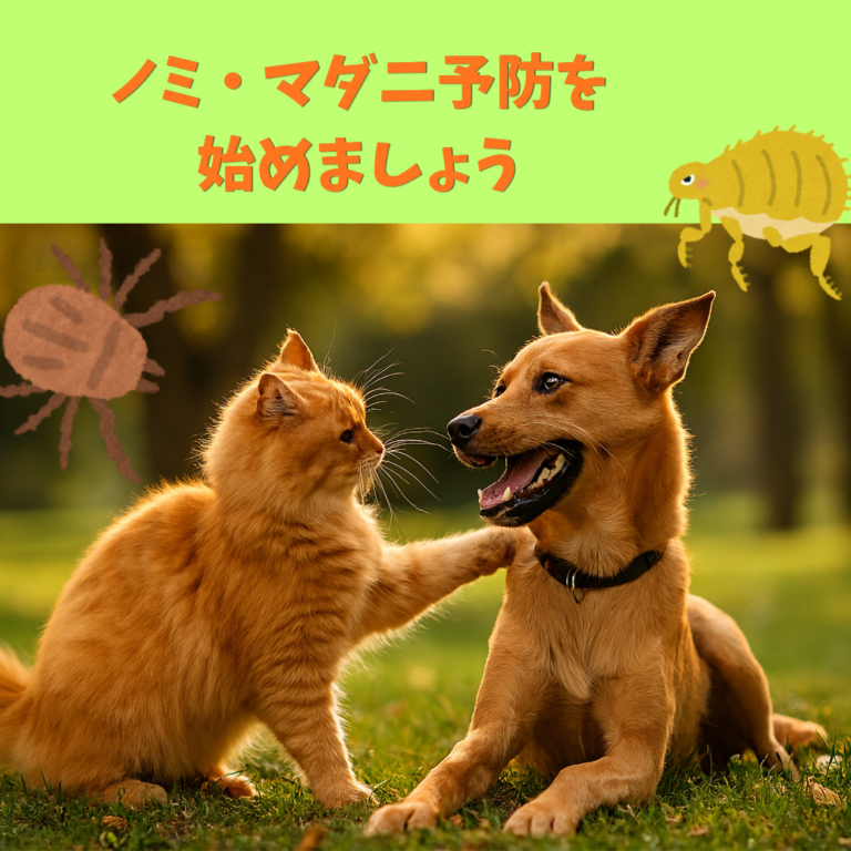 ノミ・マダニ予防を始めましょう
